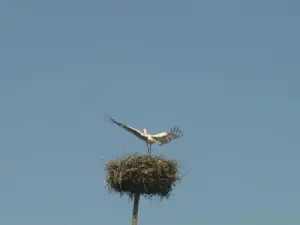 Envol d'une cigogne