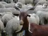 Transhumance dans la vallée de la Tinée