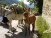 Festival Transhumance - Tinée Tal