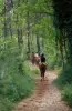 Paardrijden in het bos