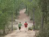 Wandelpad in het bos