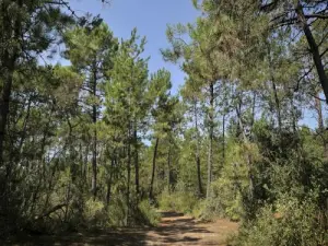 Forêt de pins, un sentier
