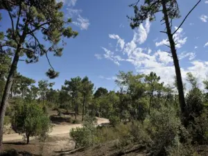 Forêt de pins, piste cyclable