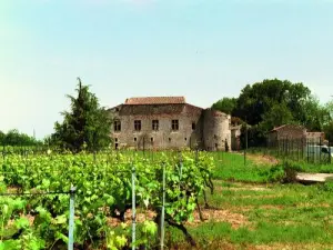 Le château du Bosquet (début XVIe) dans les vignes