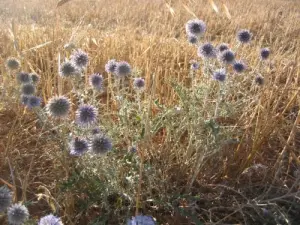 Blue Thistle