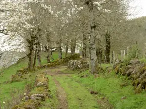 Chemin de Boutet in Lescure