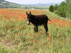 A donkey happy