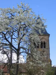 Cerisier en fleurs