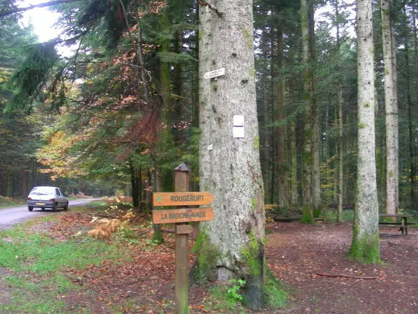 Forêt de Humont - Site naturel à Saint-Nabord