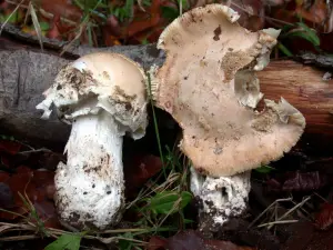 Amanita eliae (© Jean-Paul Maurice)