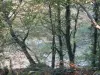 Autumn Landscape: Aber Benedict and wood ...