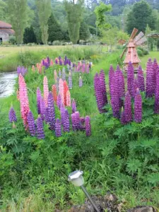 Saint-Pardoux - Jardin du Moulin - Des couleurs