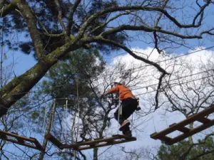 pista de árbol