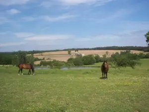 Paysage vallonné