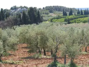 Landschaft der Alpilles