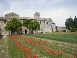 Monasterio de St. Paul y el Campo de Van Gogh