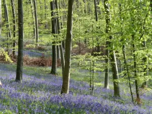 Eawy Wald im Frühjahr (© MB)