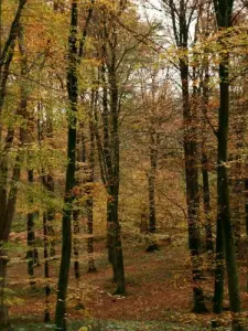 Herbst Stroll im Wald Eawy (© M. Bellet)