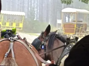 Paseo a caballo en la reserva.