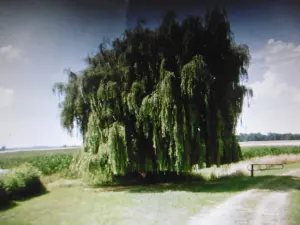 Schöner Baum, der das Glück versteckt