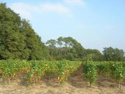 Sainte-Pazanne - Les vignes de Sainte-Pazanne