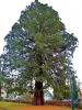 Sainte-Suzanne - The giant sequoia (© J.E)