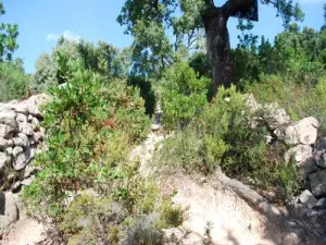 Sentier qui monte au Castellu