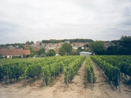 Sancerre vineyard