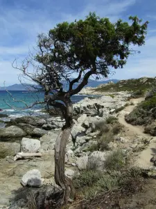 Chemin du littoral qui mène à la plage du Loto