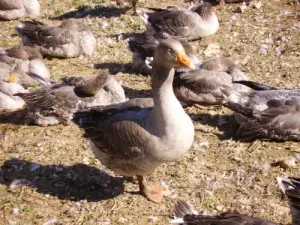 Oche, emblema di foie gras Sarlat-la-Canéda