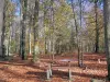 Picnic Area, Staatsbosbeheer senior Arnault