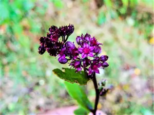 Hylotéléphium telephium (paarse sedum), zeldzaam in de plaatselijke flora (© JE)