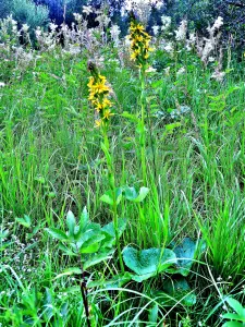 Ligularia sibirica in the Narse Espinasse (© J.E)