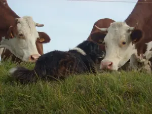 Vaches montbéliardes