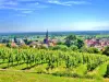 Panorama del viñedo Hornstein (© J.E)