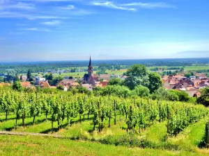 Panorama vanaf de Hornstein-wijngaard (© J.E)