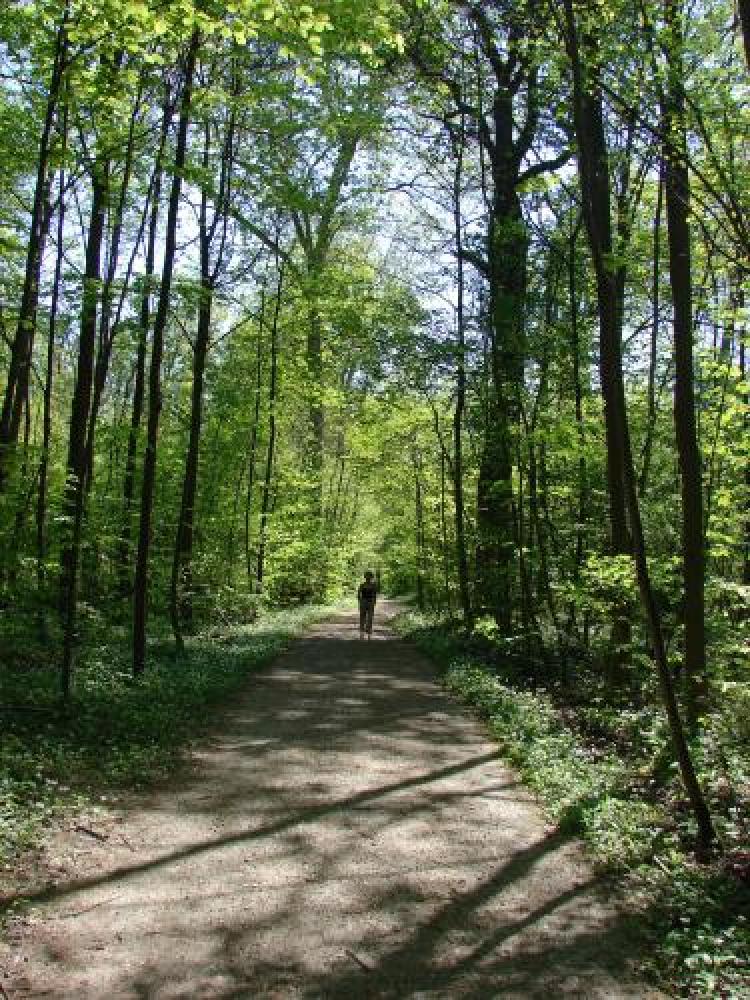 Strasbourg - Rhine Forest (protected)