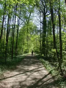 Forêt rhénane (protégée)