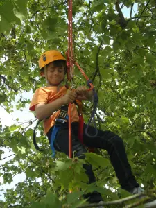 Escalada de árboles