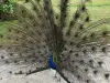 Peacock parade