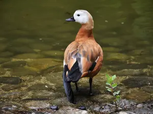 Habitant du jardin