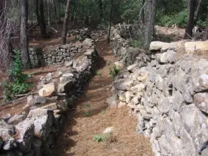 Chemin dans la forêt