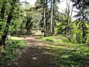 Waldpass Grumbach (© JE)