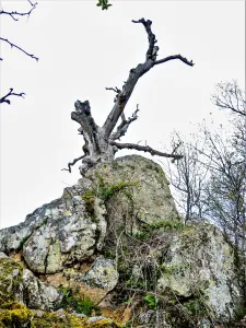 Die Wotan-Eiche, von hinten gesehen (© JE)