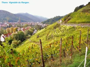 Weinberg des Rangen vor der Ernte (© JE)