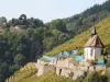 Thann - Vignoble du Rangen avec les ruines au fond (© Ph. Moris)