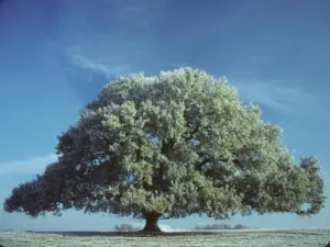Le chêne de Tombeboeuf