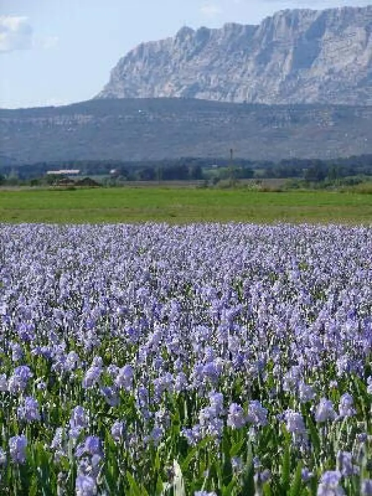 Trets - Iris auf dem Hintergrund des Bergs Sainte-Victoire