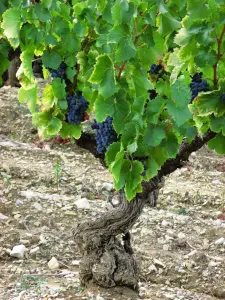 the vineyards at the foot of Vaison-la-Romaine