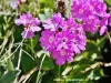 Lanslebourg-Mont-Cenis - Piedmont primrose at Petit Mont-Cenis (© J.E)